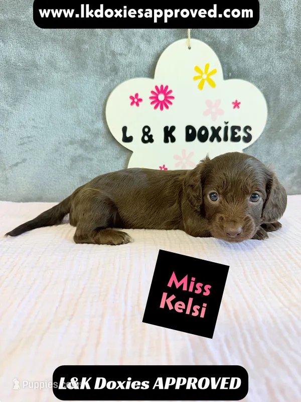 Miss Kelsi 785-821-1920 – Miniature Dachshund puppy for sale in Arapahoe, CO