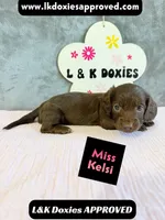 Miss Kelsi 785-821-1920, a female Miniature Dachshund for sale in Arapahoe, CO – 1 of 10