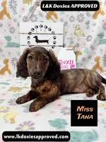 Miss Tana, a female Miniature Dachshund for sale in Arapahoe, CO – 9 of 10