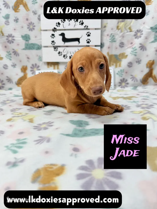 Miss Jade Dapple 🩷🐾 – Miniature Dachshund puppy for sale in Arapahoe, CO