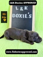 Mr. Kip 785-821-1920, a male Miniature Dachshund for sale in Arapahoe, CO – 5 of 10