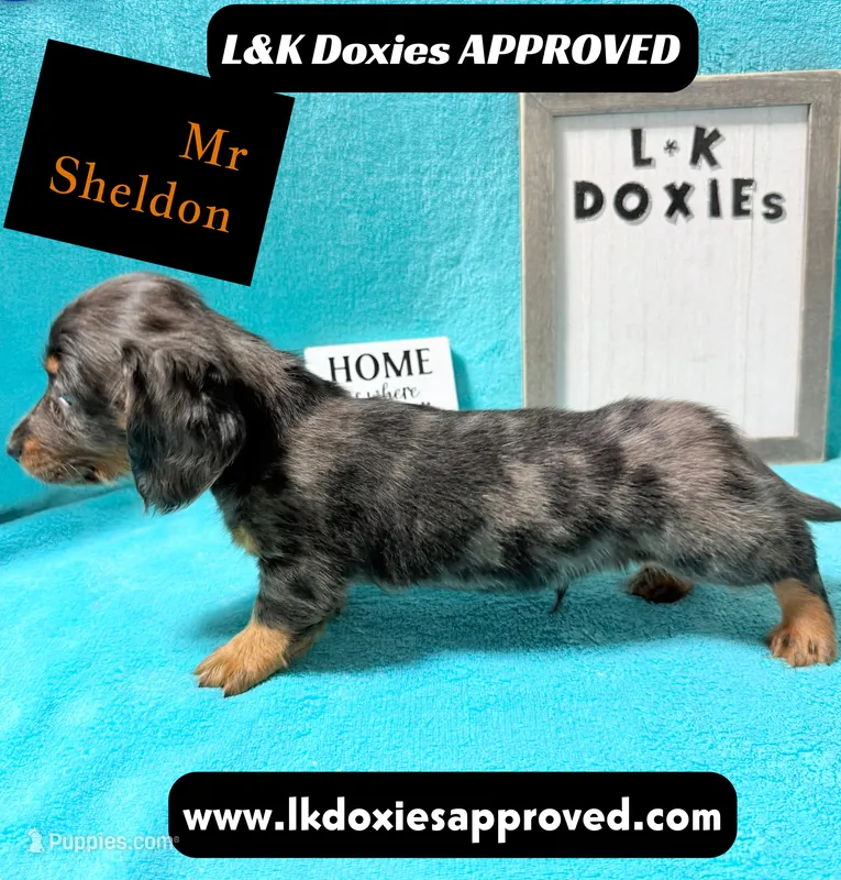 Mr Sheldon 785-821-1920 – Miniature Dachshund puppy for sale in Arapahoe, CO