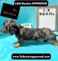 Mr Sheldon 785-821-1920, a male Miniature Dachshund for sale in Arapahoe, CO – 1 of 10