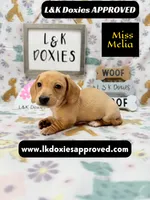 Miss Melia, a female Miniature Dachshund for sale in Arapahoe, CO – 5 of 10