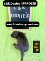 Mr. Kip 785-821-1920, a male Miniature Dachshund for sale in Arapahoe, CO – 9 of 10