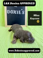 Miss Kaycee 785-821-1920, a female Miniature Dachshund for sale in Arapahoe, CO – 5 of 10