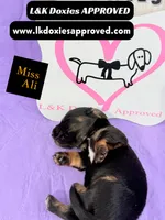 Miss Ali 785-821-1920, a female Miniature Dachshund for sale in Arapahoe, CO – 10 of 10