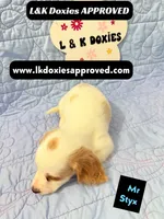 Mr Styx 785-821-1920 LH, a male Miniature Dachshund for sale in Arapahoe, CO – 7 of 9