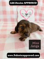 Miss Janga, a female Miniature Dachshund for sale in Arapahoe, CO – 7 of 10