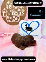 Mr Soomer LH, a male Miniature Dachshund for sale in Arapahoe, CO – 9 of 10