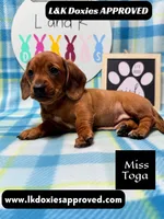 Miss Toga , a female Miniature Dachshund for sale in Arapahoe, CO – 5 of 10
