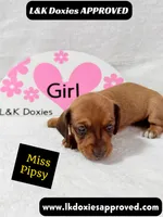 Miss Pipsy  text 785-821-1920 SH, a female Miniature Dachshund for sale in Arapahoe, CO – 2 of 9