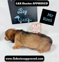 Mr Roni 785-821-1920, a male Miniature Dachshund for sale in Arapahoe, CO – 7 of 10