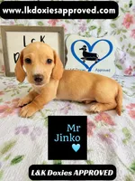 Mr Jinko SH , a male Miniature Dachshund for sale in Arapahoe, CO – 2 of 10