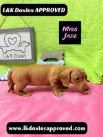 Miss Jade Dapple 🩷🐾, a female Miniature Dachshund for sale in Arapahoe, CO – 9 of 10