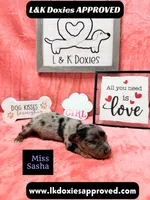 Miss Sasha Dapple LH , a female Miniature Dachshund for sale in Arapahoe, CO – 8 of 10