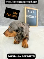 Mr Jenson 💙, a male Miniature Dachshund for sale in Arapahoe, CO – 8 of 10