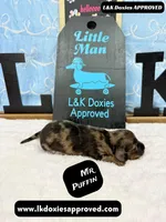 Mr Puffin Dapple, a male Miniature Dachshund for sale in Arapahoe, CO – Photo 7 of 10