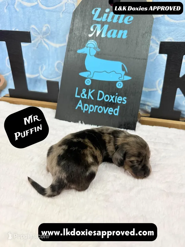 Mr Puffin Dapple, a male Miniature Dachshund for sale in Arapahoe, CO – Photo 1 of 10