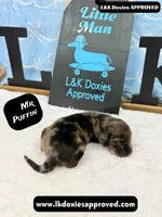 Mr Puffin Dapple, a male Miniature Dachshund for sale in Arapahoe, CO – Photo 1 of 10