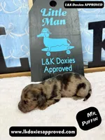 Mr Puffin Dapple, a male Miniature Dachshund for sale in Arapahoe, CO – Photo 8 of 10
