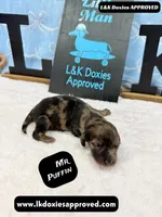 Mr Puffin Dapple, a male Miniature Dachshund for sale in Arapahoe, CO – Photo 2 of 10