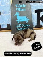 Mr Puffin Dapple, a male Miniature Dachshund for sale in Arapahoe, CO – Photo 6 of 10