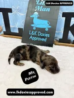 Mr Puffin Dapple, a male Miniature Dachshund for sale in Arapahoe, CO – Photo 5 of 10