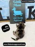 Mr Puffin Dapple, a male Miniature Dachshund for sale in Arapahoe, CO – Photo 3 of 10