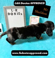 Mr Sheldon 785-821-1920, a male Miniature Dachshund for sale in Arapahoe, CO – 3 of 10