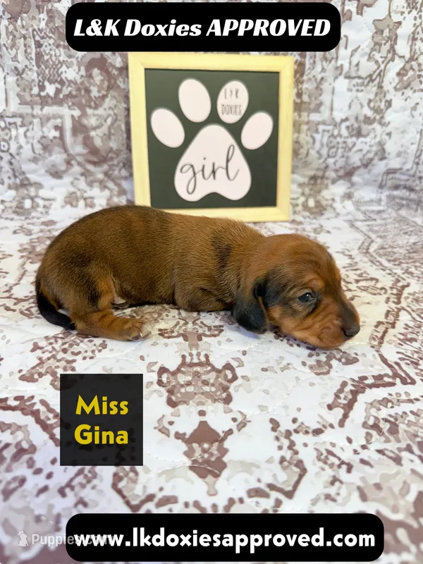 Miss Gina SH NO Dapple genes – Miniature Dachshund puppy for sale in Arapahoe, CO