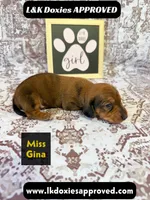 Miss Gina SH NO Dapple genes, a female Miniature Dachshund for sale in Arapahoe, CO – 1 of 10