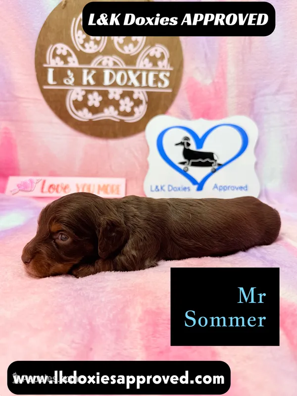 Mr Soomer LH – Miniature Dachshund puppy for sale in Arapahoe, CO