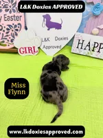 Miss Flynn Dapple , a female Miniature Dachshund for sale in Arapahoe, CO – Photo 6 of 10