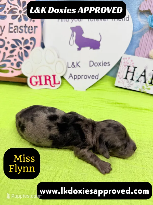 Miss Flynn Dapple  – Miniature Dachshund puppy for sale in Arapahoe, CO