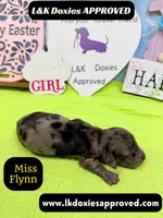 Miss Flynn Dapple , a female Miniature Dachshund for sale in Arapahoe, CO – Photo 1 of 10