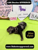 Miss Flynn Dapple , a female Miniature Dachshund for sale in Arapahoe, CO – Photo 5 of 10