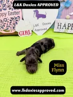 Miss Flynn Dapple , a female Miniature Dachshund for sale in Arapahoe, CO – Photo 9 of 10