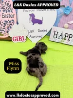 Miss Flynn Dapple , a female Miniature Dachshund for sale in Arapahoe, CO – Photo 7 of 10