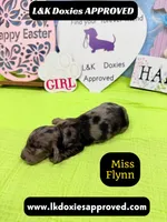 Miss Flynn Dapple , a female Miniature Dachshund for sale in Arapahoe, CO – Photo 3 of 10