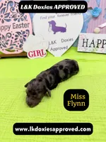 Miss Flynn Dapple , a female Miniature Dachshund for sale in Arapahoe, CO – Photo 2 of 10