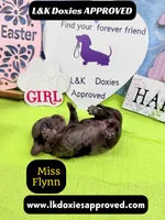 Miss Flynn Dapple , a female Miniature Dachshund for sale in Arapahoe, CO – Photo 8 of 10
