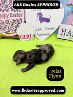 Miss Flynn Dapple , a female Miniature Dachshund for sale in Arapahoe, CO – Photo 10 of 10