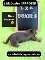 Miss Kaycee 785-821-1920, a female Miniature Dachshund for sale in Arapahoe, CO – 3 of 10