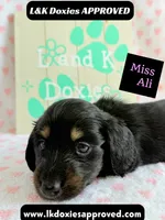 Miss Ali 785-821-1920, a female Miniature Dachshund for sale in Arapahoe, CO – 4 of 9