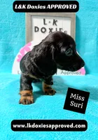 Miss Siri 785-821-1920, a female Miniature Dachshund for sale in Arapahoe, CO – 2 of 10