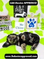 Mr Chino LH , a male Miniature Dachshund for sale in Arapahoe, CO – 6 of 10