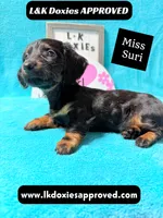 Miss Siri 785-821-1920, a female Miniature Dachshund for sale in Arapahoe, CO – 6 of 10