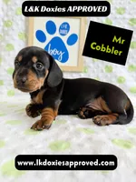 Mr Cobler 785-821-1920 SH, a male Miniature Dachshund for sale in Arapahoe, CO – 9 of 10