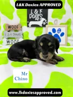 Mr Chino LH , a male Miniature Dachshund for sale in Arapahoe, CO – 1 of 10